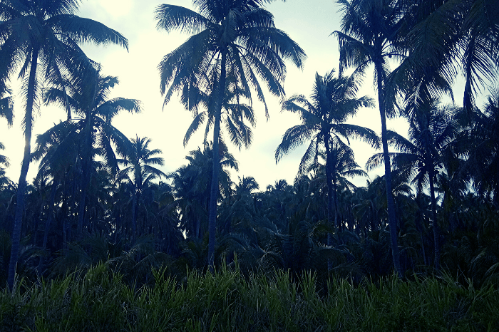 Pedernales to Cojimies Drive Coconuts