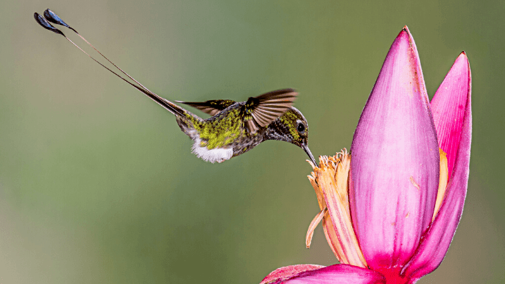 Booted Racket-tail (Ocreatus underwoodii)