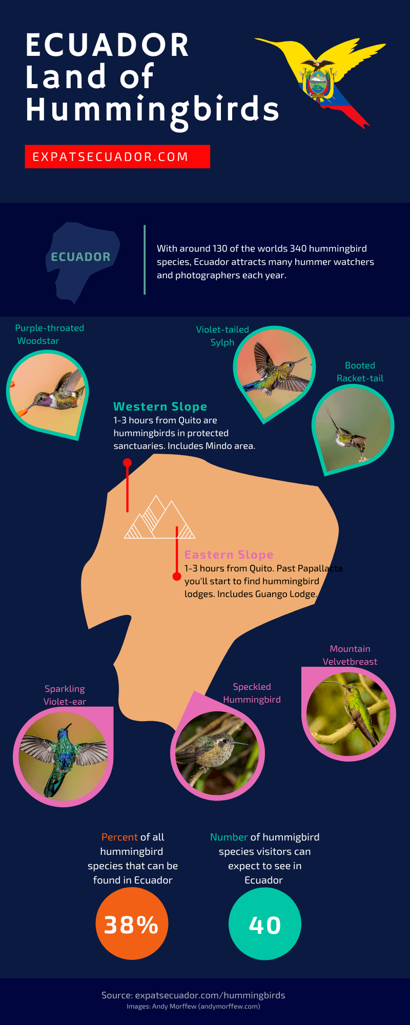 Ecuador Hummingbird Infographic 