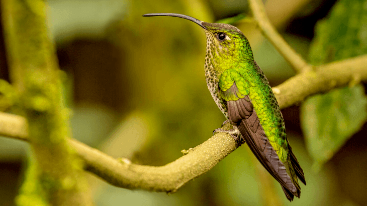 Mountain Velvetbreast (Lafresnaya lafresnayi)