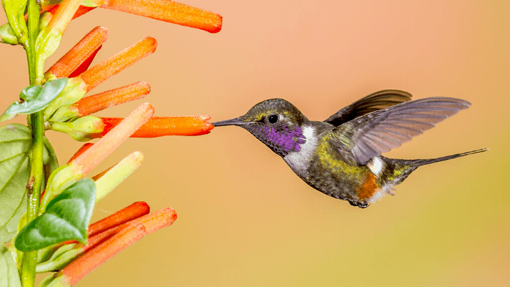 Purple-throated Woodstar (Calliphlox mitchellii)