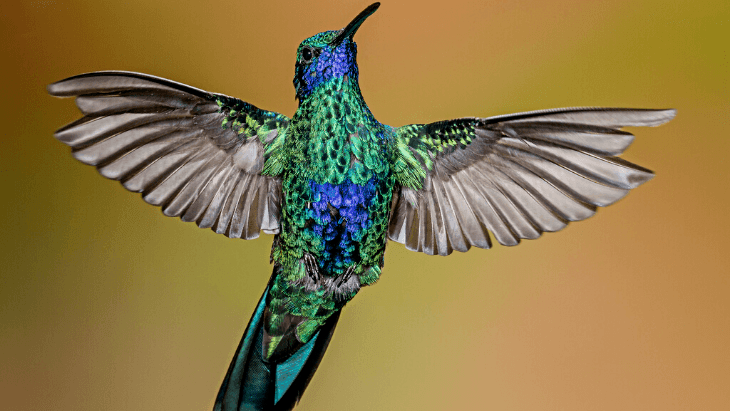 Sparkling Violet-ear Colibri coruscans