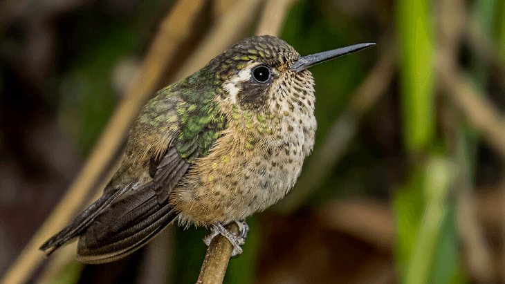 Speckled Hummingbird (Adelomyia melanogenys)