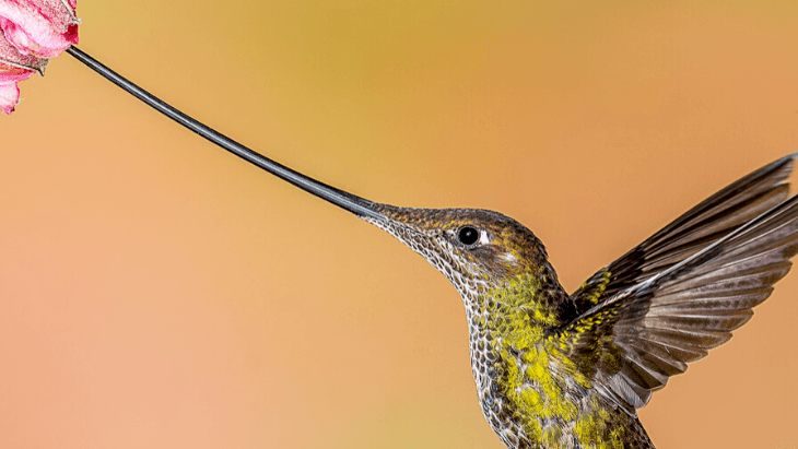 Sword Billed Hummingbird Ecuador