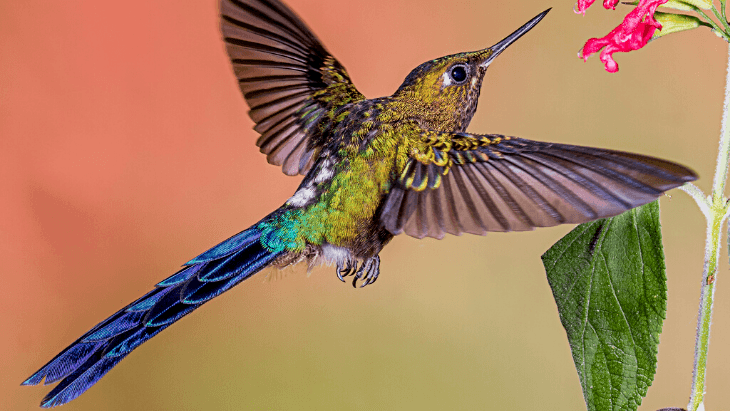 ecuador hummingbird tours