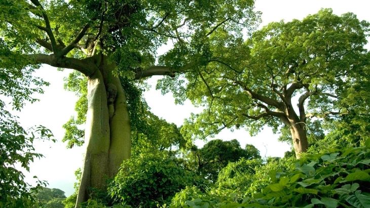 Ceiba Tree Ecuador FAQs