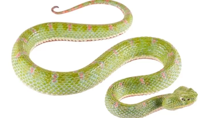 Eyelash Palm-Pitviper Ecuador Snake Facts