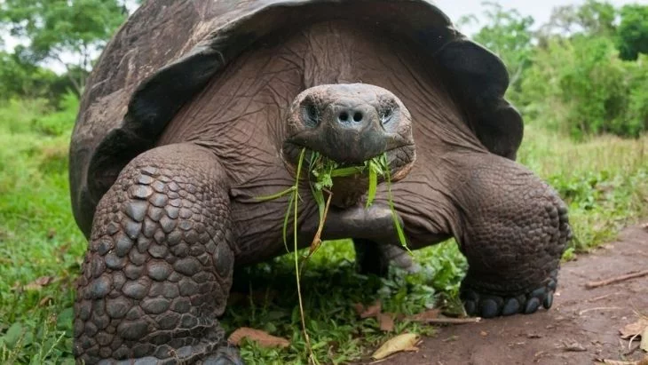 Giant Tortoise Ecuador Facts
