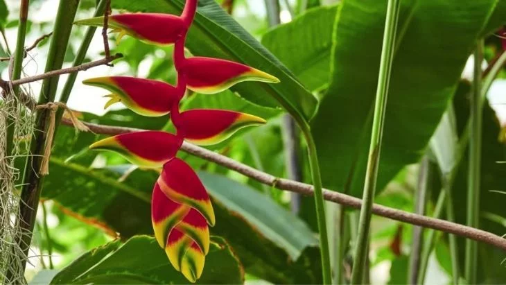 Heliconia Lobster Claw Ecuador