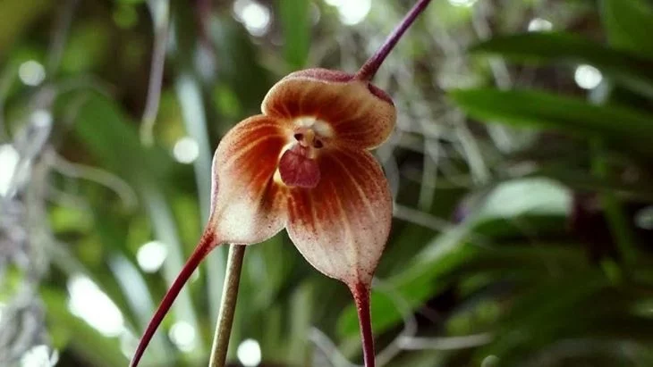 Monkey-Faced Orchid in Tropical cloud forest Ecuador