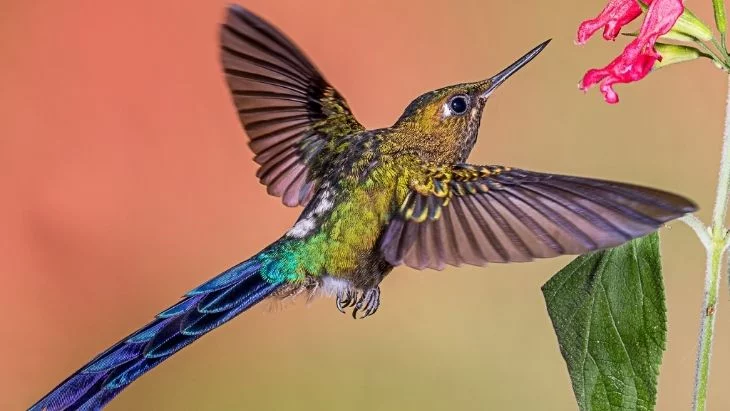 Violet-tailed Sylph Hummingbird Ecuador Facts