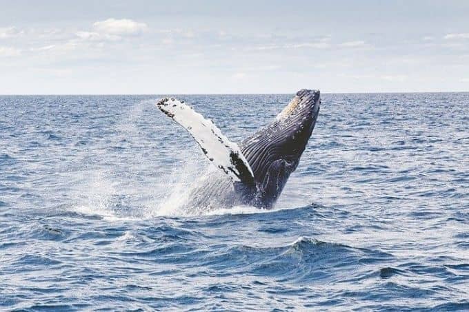 Humpback whales breaching